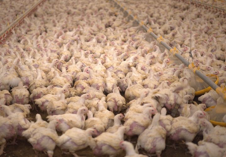 Fågelinfluensa har konstaterats på en anläggning i Sjöbo som producerar kläckägg som ger s.k. turbokycklingar. Bilden är från en svensk anläggning som håller turbokycklingar.