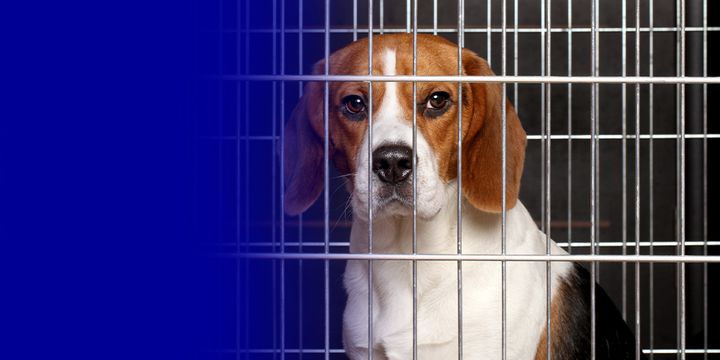 Djurens Rätt till SAS: Sluta transportera hundar till djurförsök.