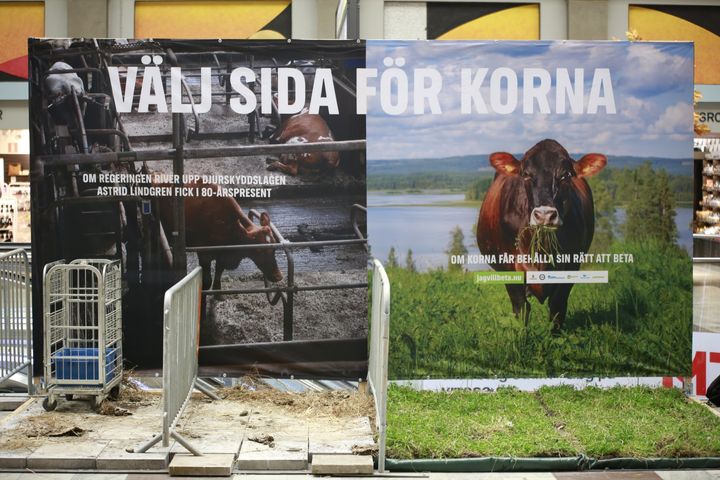 Installationen om betesrätten, som under den senaste veckan har visats på Stockholms Centralstation, kommer att vara en del av manifestationen på Mynttorget den 17 september. Bilden till vänster visar en svensk gård som beskriver sig som "Norra Europas modernaste anläggning" för inomhusvistelse av mjölkkor. Bilden till höger visar en ko som får beta fritt på sommaren på en gård i Svedjan, Kåge.