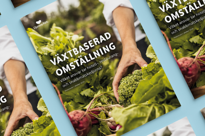 Djurens Rätts senaste rapport ”Växtbaserad omställning – Vilket ansvar tar hotell-, restaurang- och snabbmatskedjorna?”