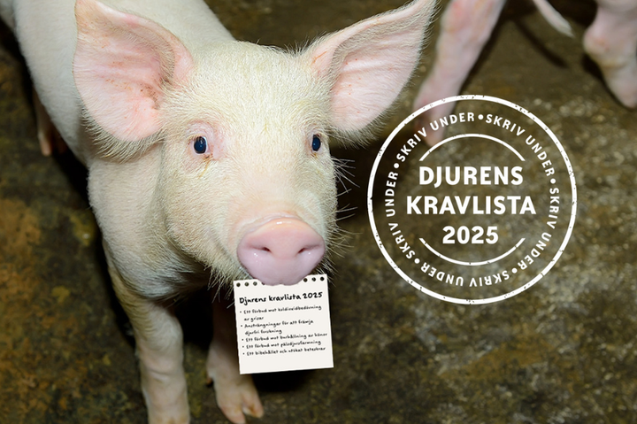 En gris med en lapp i munnen, bredvid en logotyp för "Djurens kravlista 2025".