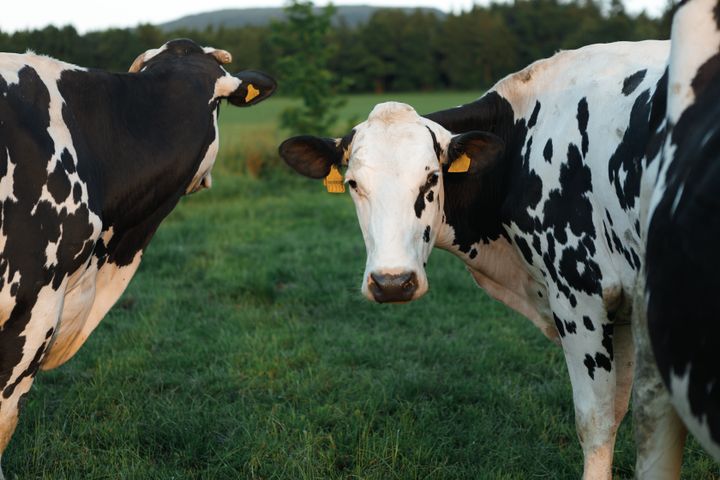 Kor betar på en grön äng.