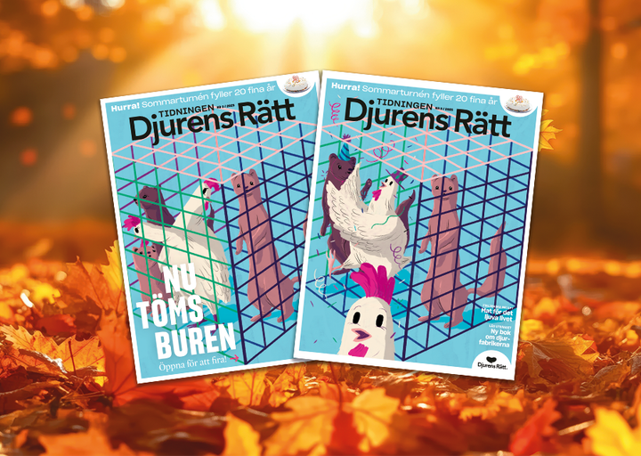 Tidningen Djurens Rätt är Nordens största tidning om djurrätt och djurskydd. Nummer 3/2025 utkommer 26 september.