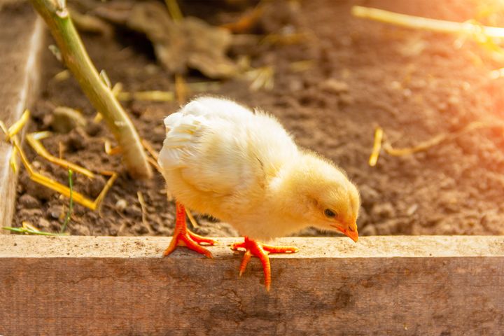 En fluffig gul kyckling står på en träkant i en solbelyst trädgård.