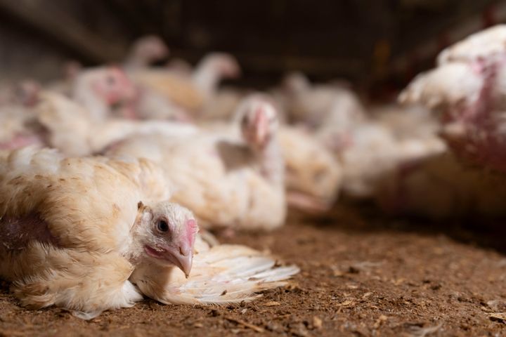 Bild på flera höns som sitter på marken i ett slakteri.
