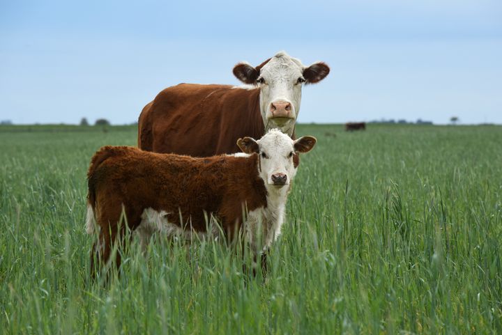 En ko och en kalv står i en grön äng.