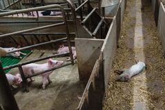 Smågrisar i en ladugård; några ligger i en box, en ligger död utanför.