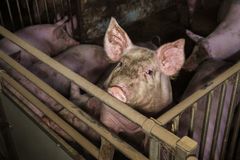 Gris i en trång inhägnad med flera andra grisar.