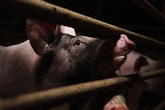 En gris med mörk fläck över huvudet tittar genom metallstänger.