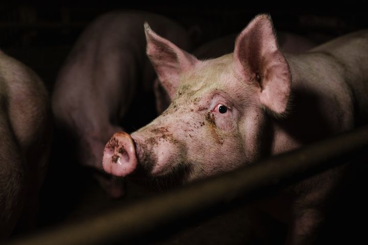 En gris i en djurfabrik, belyst av svagt ljus.