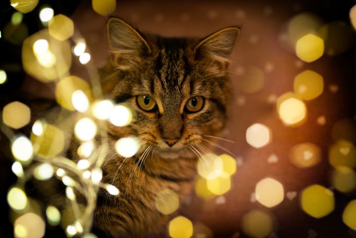 En randig katt med ljusslingor och bokeh-effekt i bakgrunden.