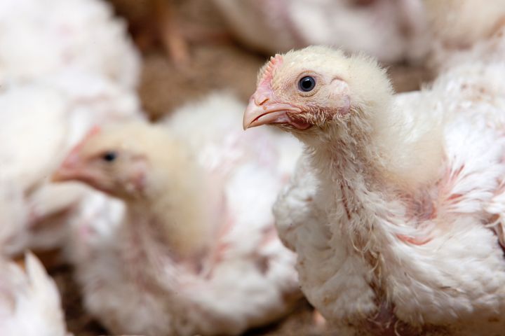 Kycklingar i en gårdsmiljö.