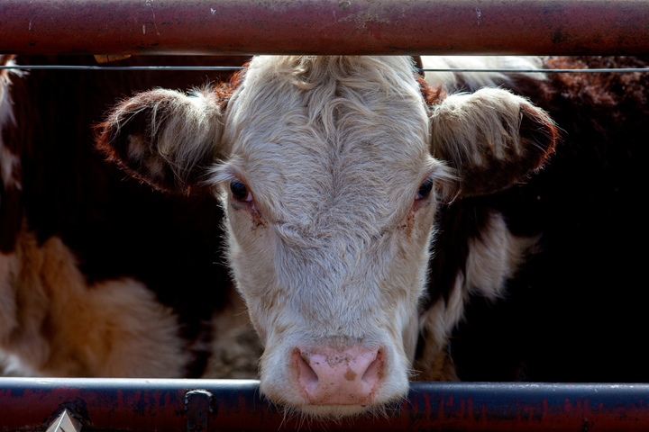 Bild på en ko bakom ett metallstängsel.