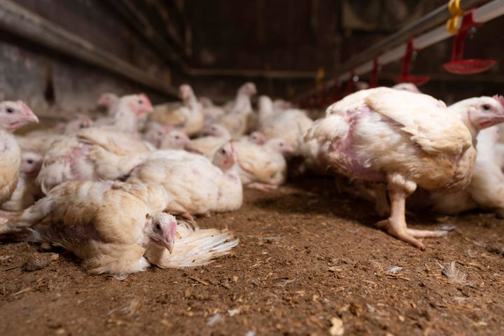 Kycklingar i en fabriksmiljö på ströbädd.