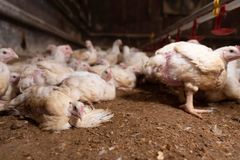 Höns samlade inomhus på en gård.