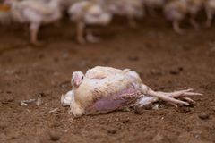 Kyckling som ligger på marken i en fabriksmiljö.