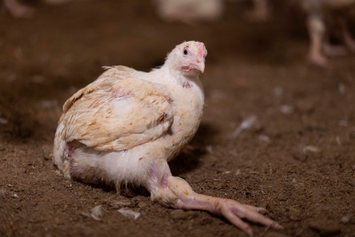 En kyckling sitter på marken med benen utsträckta bakåt.