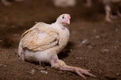 Ung kyckling som sitter på marken inomhus.