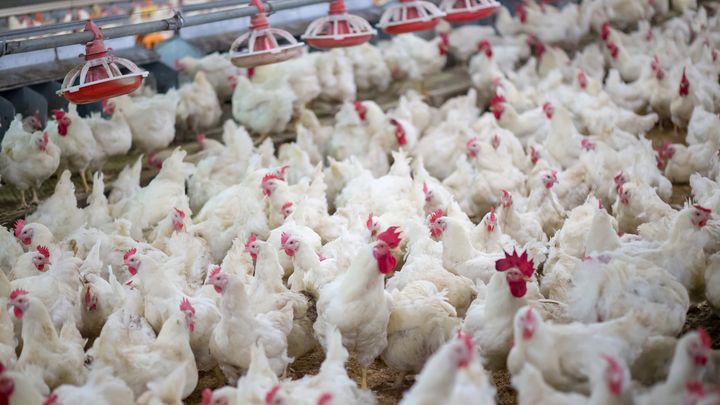 En stor flock vita kycklingar samlas i en fjäderfäanläggning med automatiska vatten- och foderautomater ovanför.