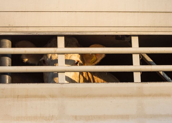 En ko tittar ut genom springorna på en transportbilens fönster.