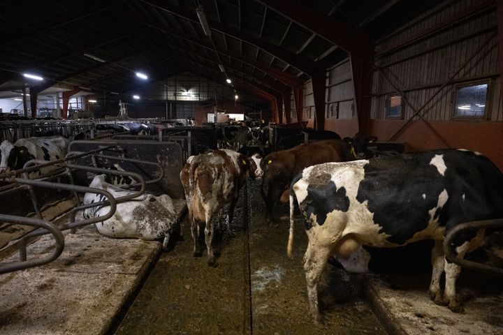 En ladugård med flera kor i en mjölkfabrik.