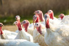 Flera kalkoner med vita fjädrar och röda halsar står tillsammans utomhus.