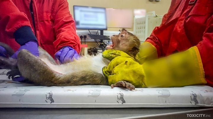 En apa ligger på ett undersökningsbord omgiven av människor i röda kläder.