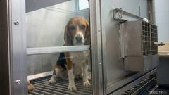 En beaglevovve sitter i en metallbur och tittar ut genom en glasdörr.