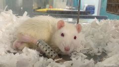 Vit råtta med rött öga ligger på vitt strömaterial.