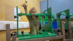 En apa står på bakbenen i en grön ram med en tass uppsträckt.