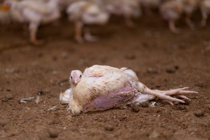 Bild av en sjuk kyckling som ligger på marken.