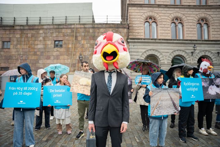 En person i kostym bär en jättelik kycklingmask och står framför en grupp människor med skyltar.
