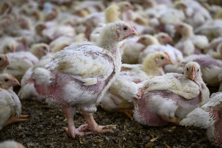 En flock kycklingar inomhus på ett golv av strö.
