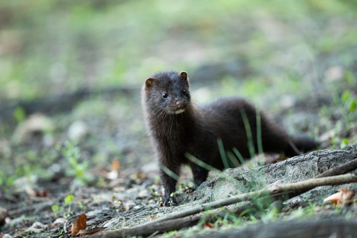 En mörkbrun mink står på marken bland löv och kvistar och tittar mot kameran.