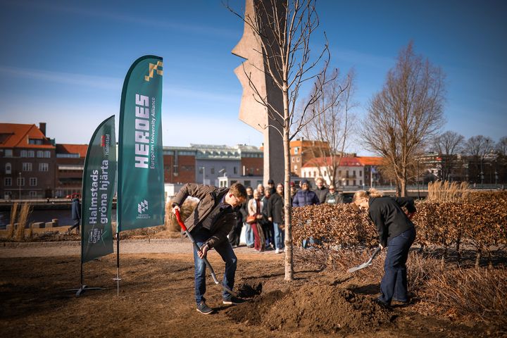 Simon Lindgren, kommunråd, och Matilda Sommelius, samverkansstrateg, planterar det första trädet i HEROES-skogen.