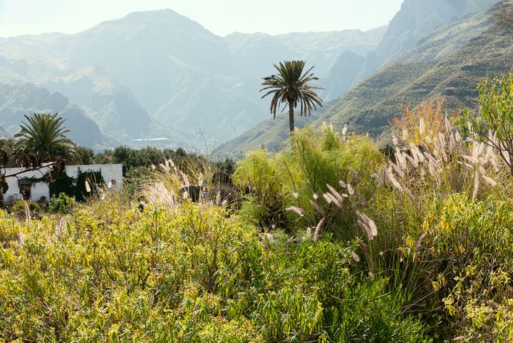 Gran Canaria, fotograf Agneta Renebo, Ving