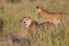 Leoparder