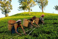 Te-plockare på Sri Lanka