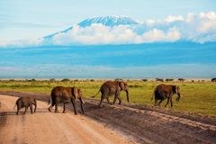 Elefanter nedanför Kilimanjaro