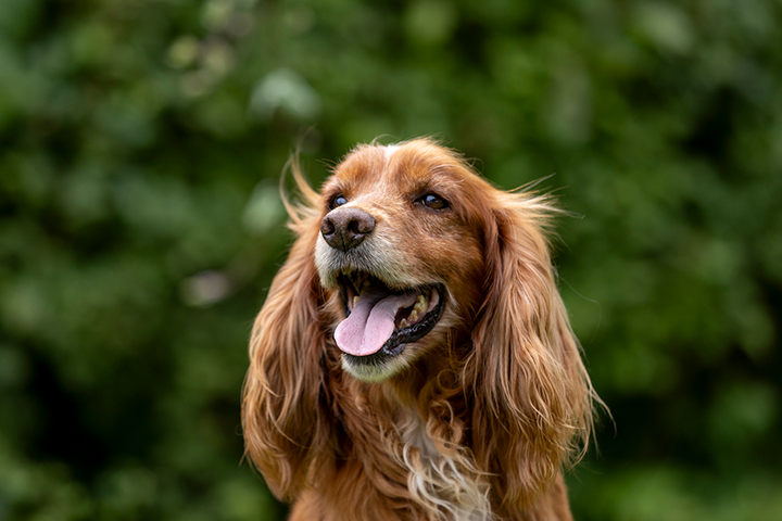 Bilden föreställer en brun hund av rasen cockerspaniel.