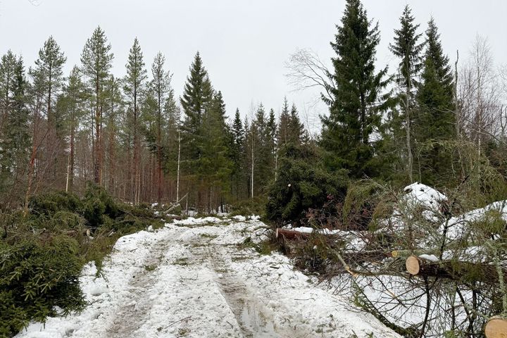 Fallna träd röjs bort från vägarna, här i Bygdeå.