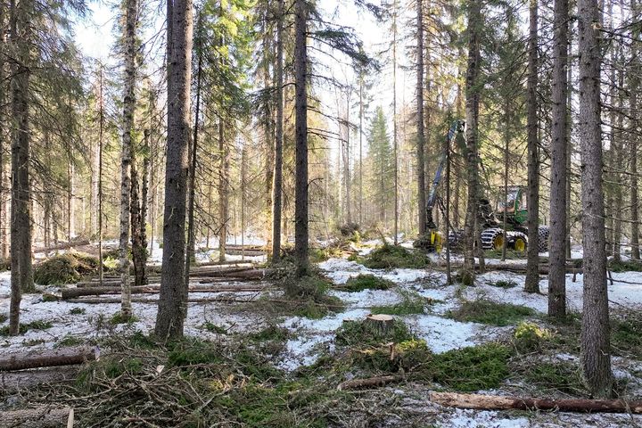 Plockhuggning innebär att man avverkar spridda träd i skogen.