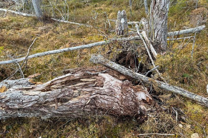 Sälgen har gått av nere vid roten, men ligger kvar där den vuxit.