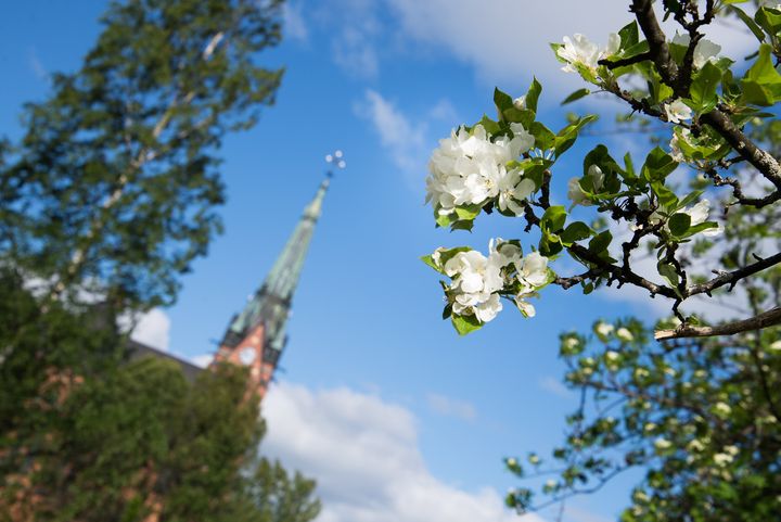 Umeå stads kyrka.