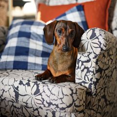 En tax sitter på en blommig fåtölj med rutiga kuddar i bakgrunden.