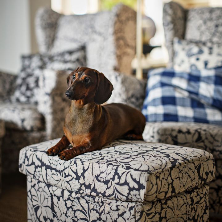 En tax som ligger på en blommig fotpall framför en fåtölj.