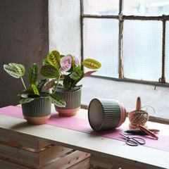 Tre krukväxter med gröna och rosa blad står på ett bord bredvid ett nystan garn och sax, nära ett fönster. En kruka ligger omkullvält.