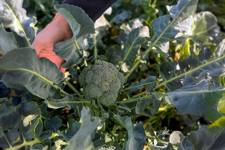 En%20broccoliplanta%20i%20ett%20gr%F6nt%20f%E4lt.