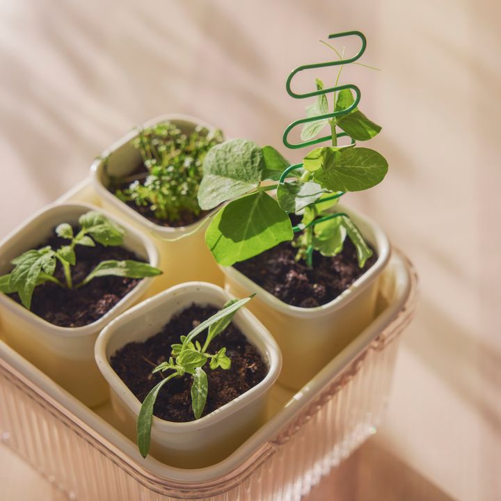 Fyra%20sm%E5%20krukor%20med%20plantor%20p%E5%20en%20solig%20yta.