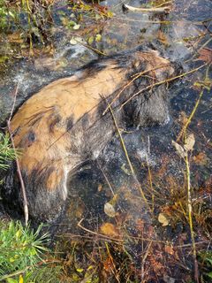 The wild boar had been dead for about two weeks when first found. Photo: private/SVA.